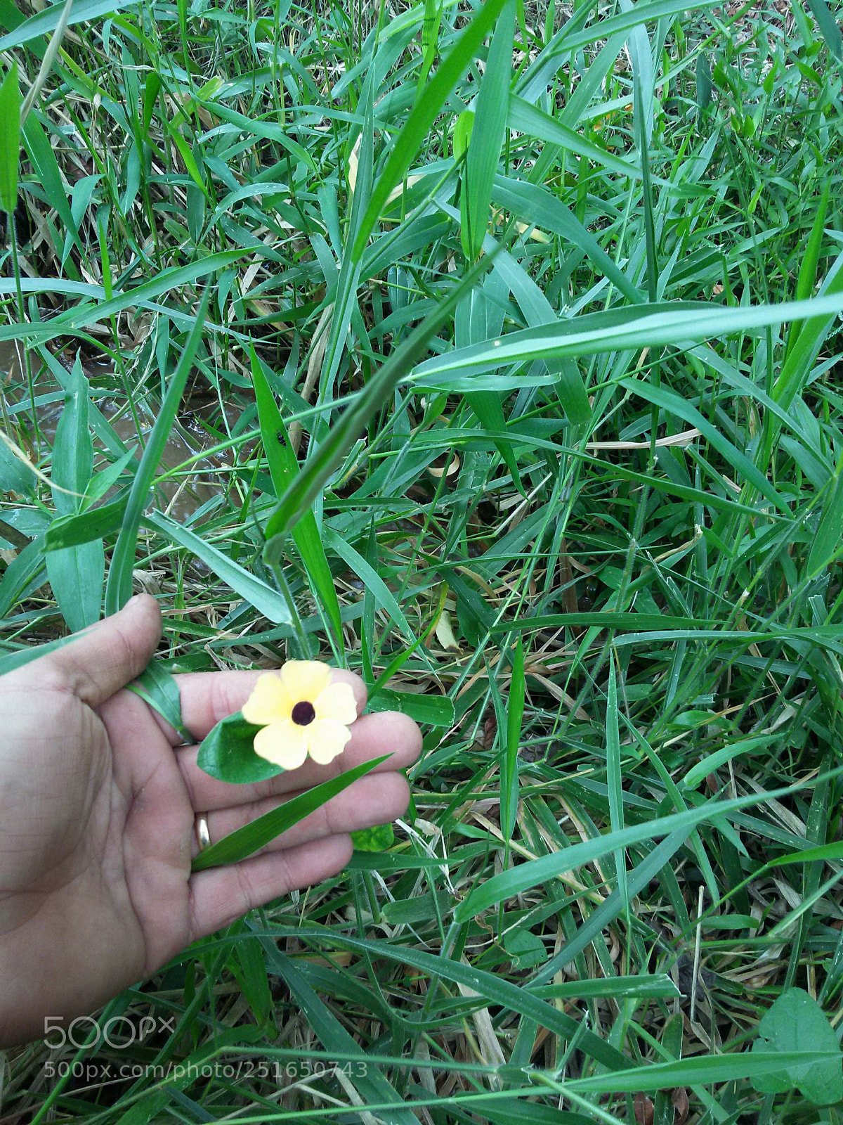 Samsung Galaxy S5 Mini sample photo. Untitled photography