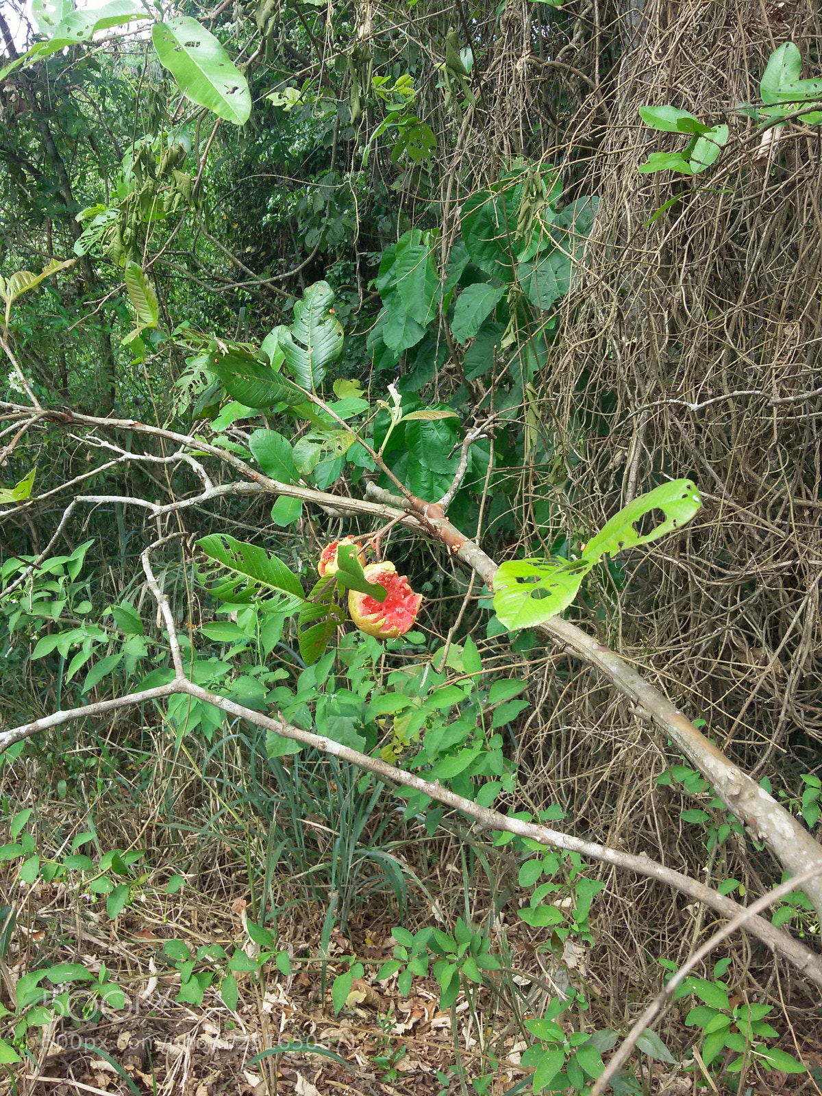 Samsung Galaxy S5 Mini sample photo. Untitled photography