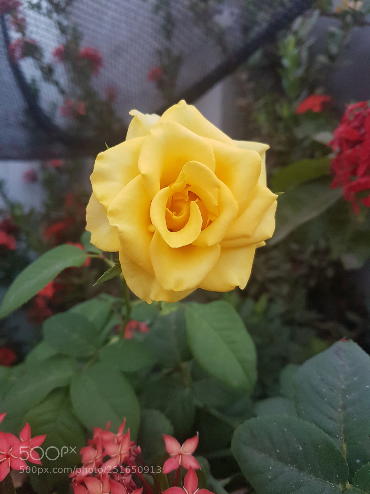 Samsung Galaxy S7 Edge sample photo. Untitled photography