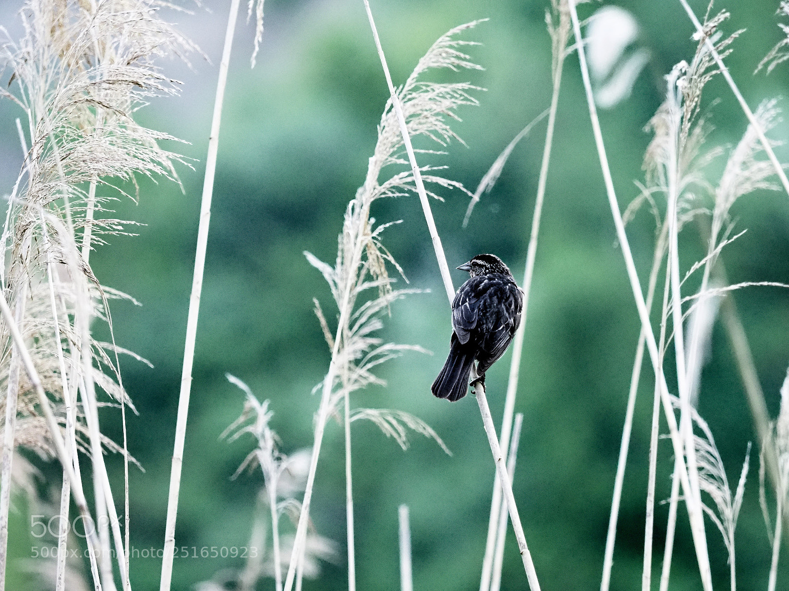 Olympus OM-D E-M1 Mark II sample photo. Bird #1 photography