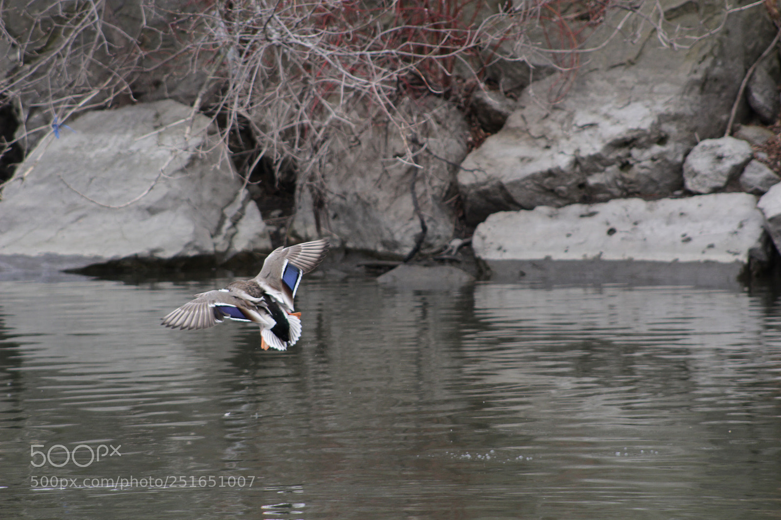 Canon EOS 100D (EOS Rebel SL1 / EOS Kiss X7) sample photo. Duck landing photography