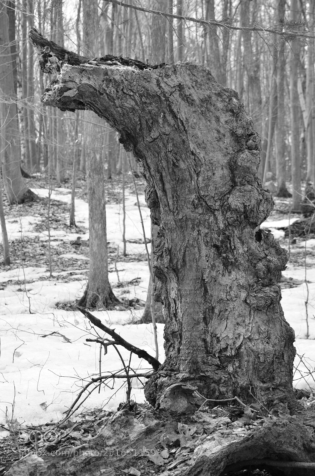 Nikon D5100 sample photo. Stump photography