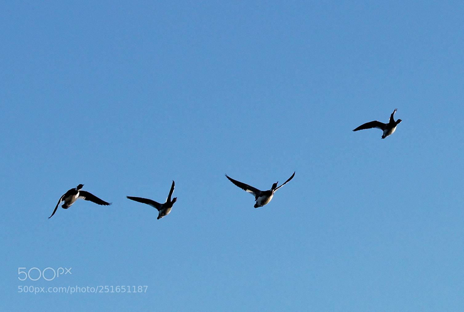 Olympus OM-D E-M1 Mark II sample photo. Bird #2 photography