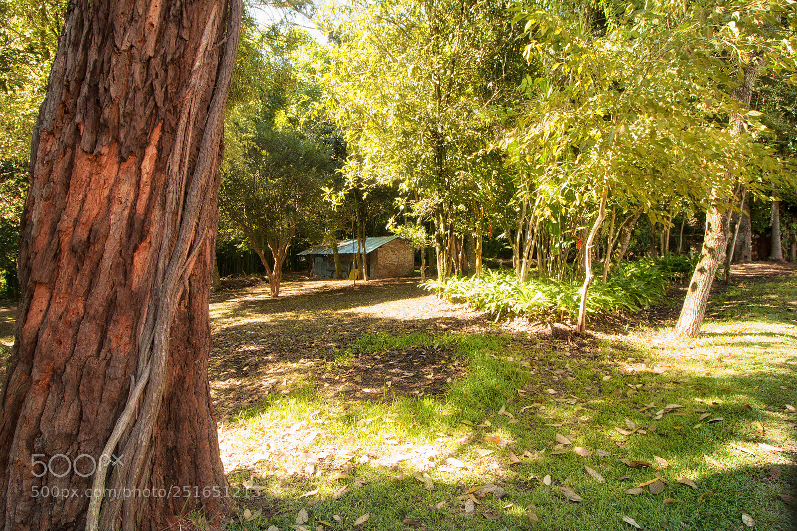 Canon EOS 70D sample photo. The sun light and photography