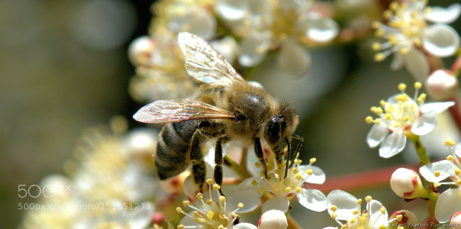 Nikon D7200 sample photo. Pollinating bee photography