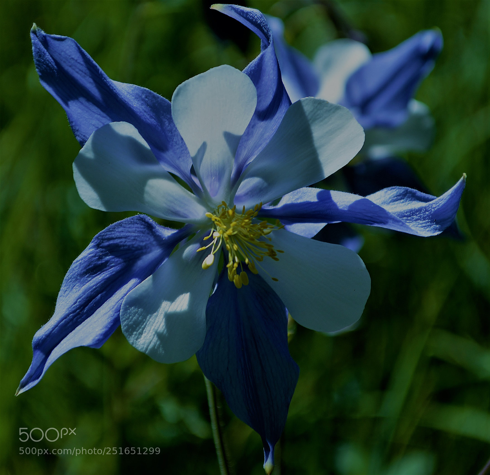 Nikon D3200 sample photo. Colorado flower, colorado skies. photography