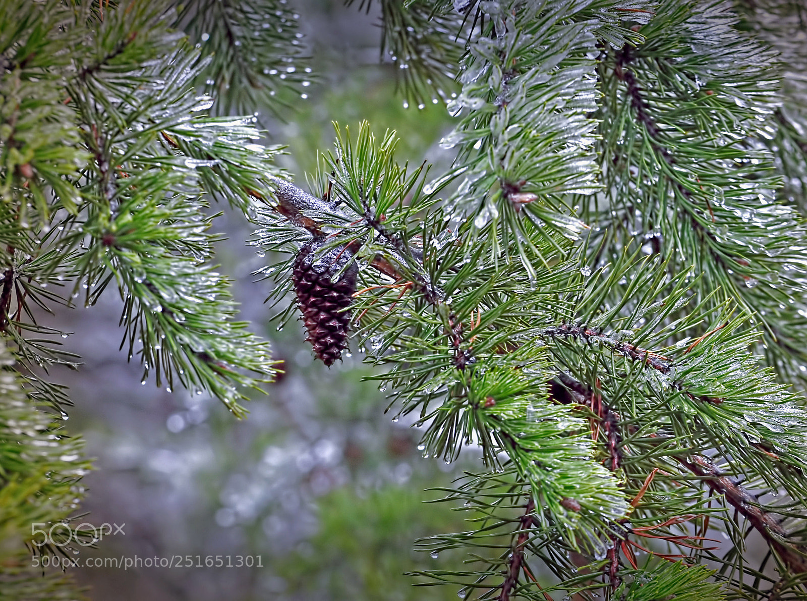 Nikon D5000 sample photo. Ice covered pine photography