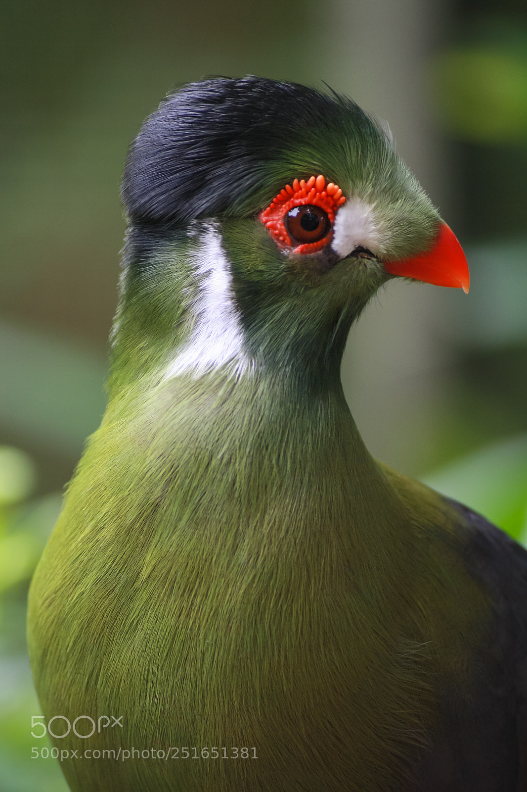 Canon EOS 1000D (EOS Digital Rebel XS / EOS Kiss F) sample photo. Turaco de face branca photography