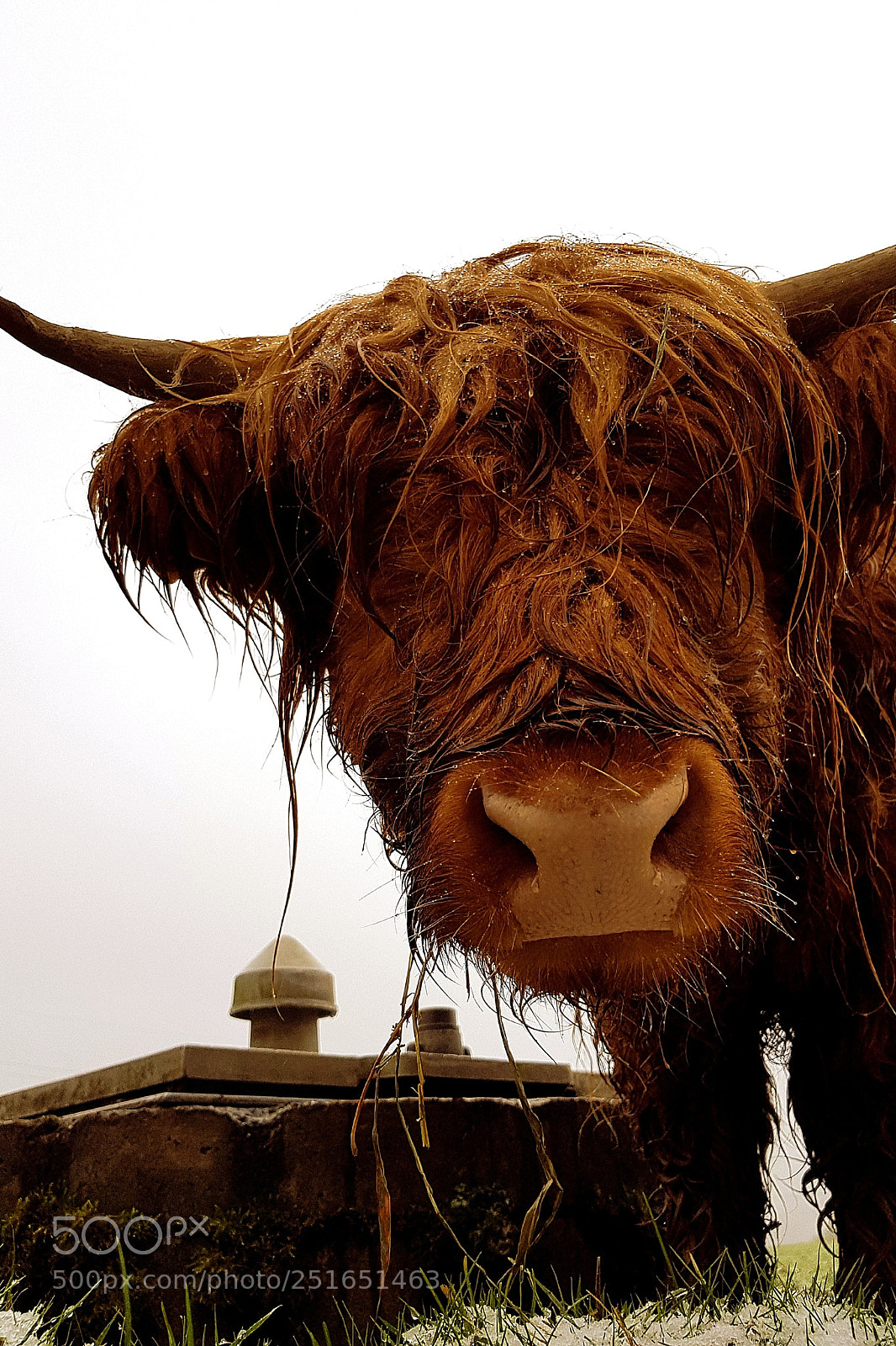 Samsung Galaxy S8 sample photo. Nosy cow photography
