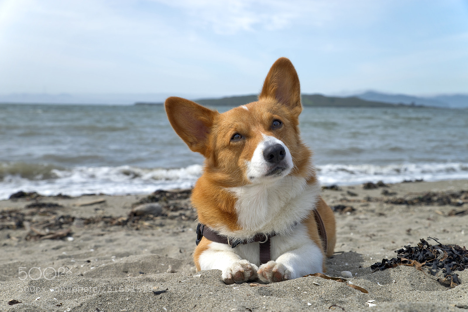 Pentax K-1 sample photo. Noodles the corgi photography