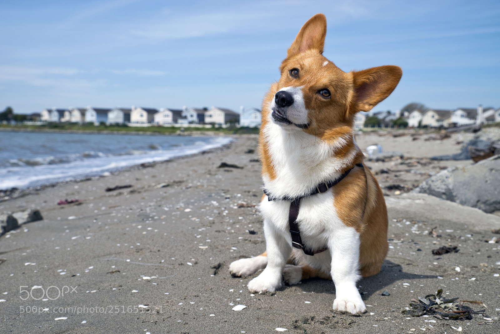 Pentax K-1 sample photo. Noodles the corgi photography