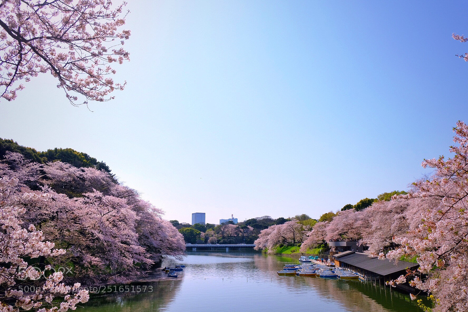 Fujifilm X-T20 sample photo. Sakura in tokyo photography