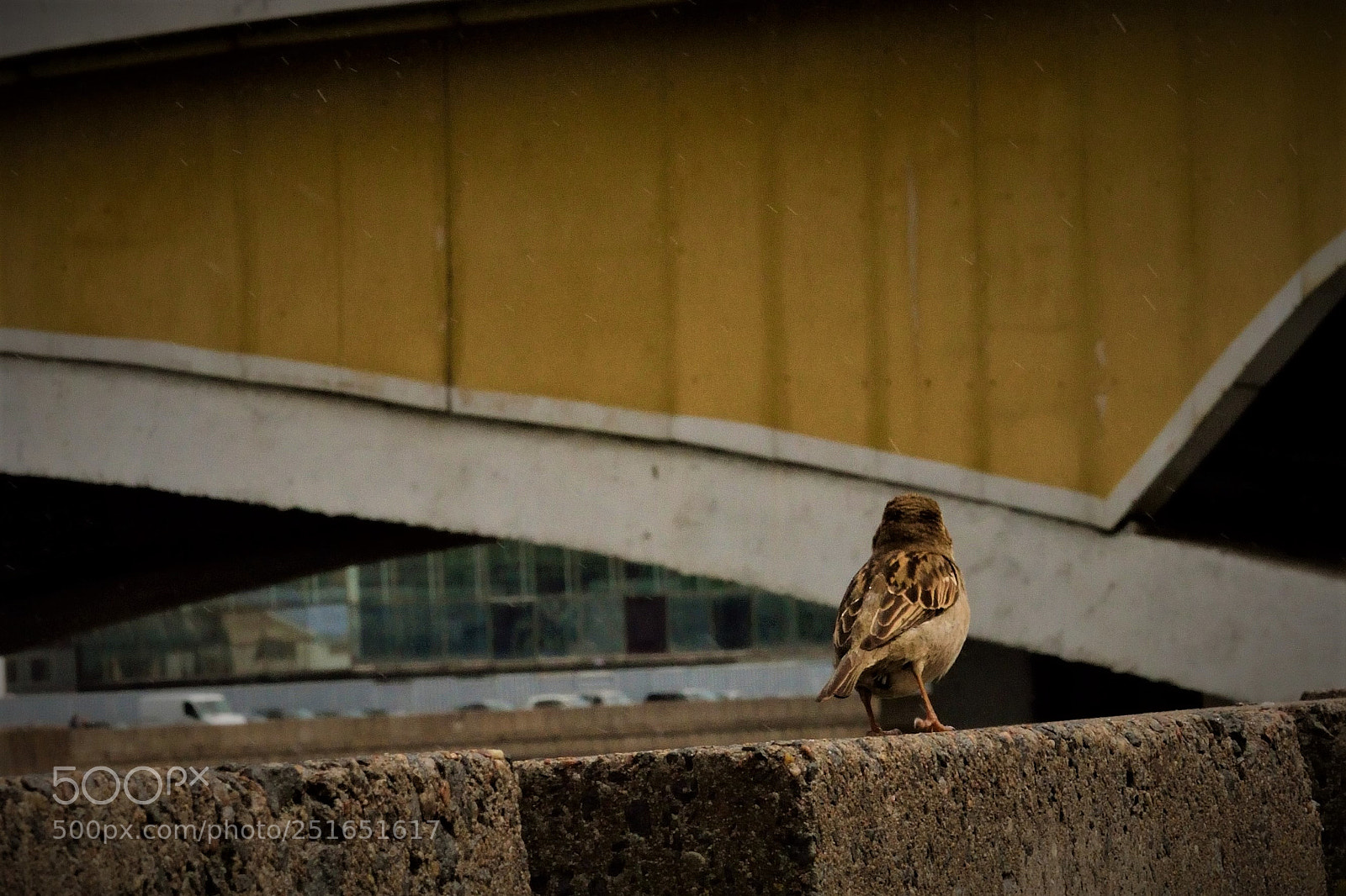 Nikon D3100 sample photo. Big dreams photography