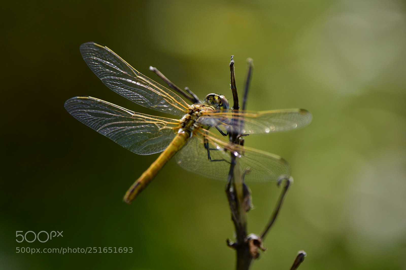 Nikon D7200 sample photo. Fly photography