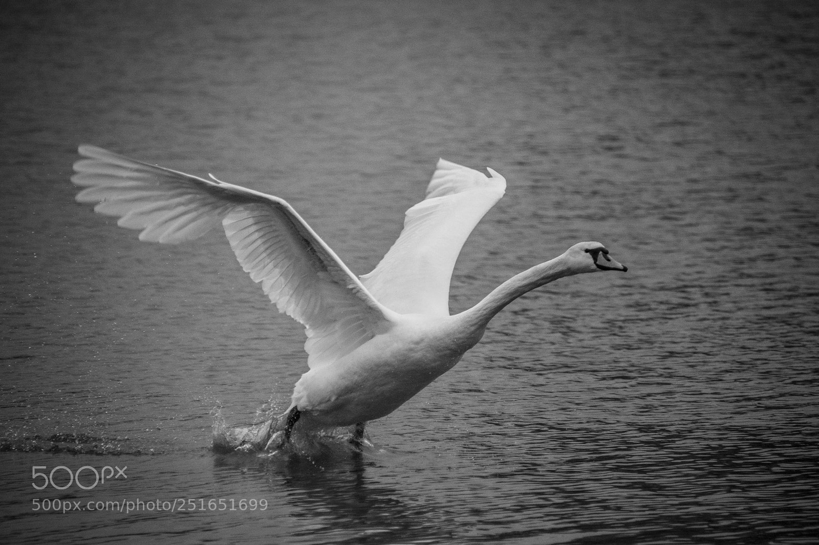 Nikon D5200 sample photo. Taking flight photography