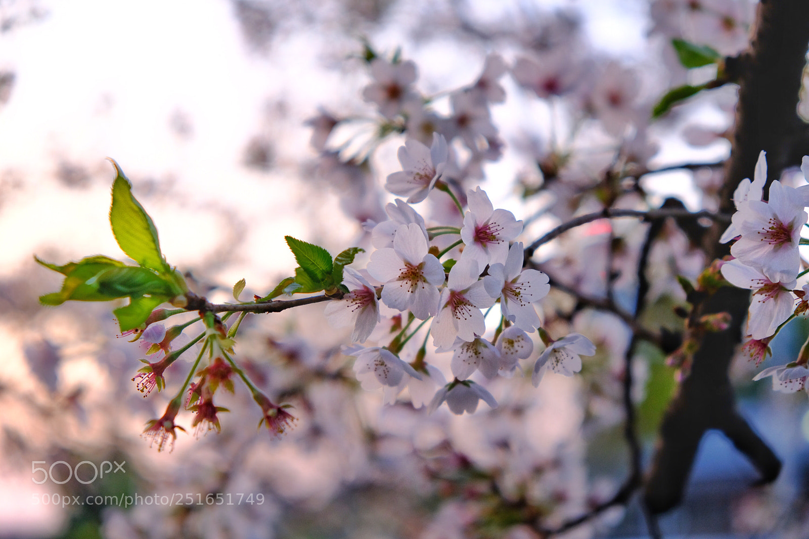 Fujifilm X-T20 sample photo. Japanese sakura photography