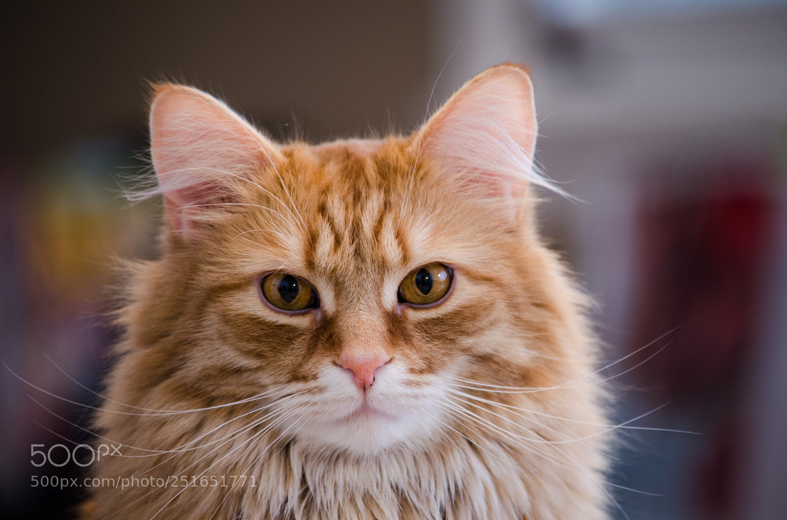 Nikon D5100 sample photo. Dexter photography