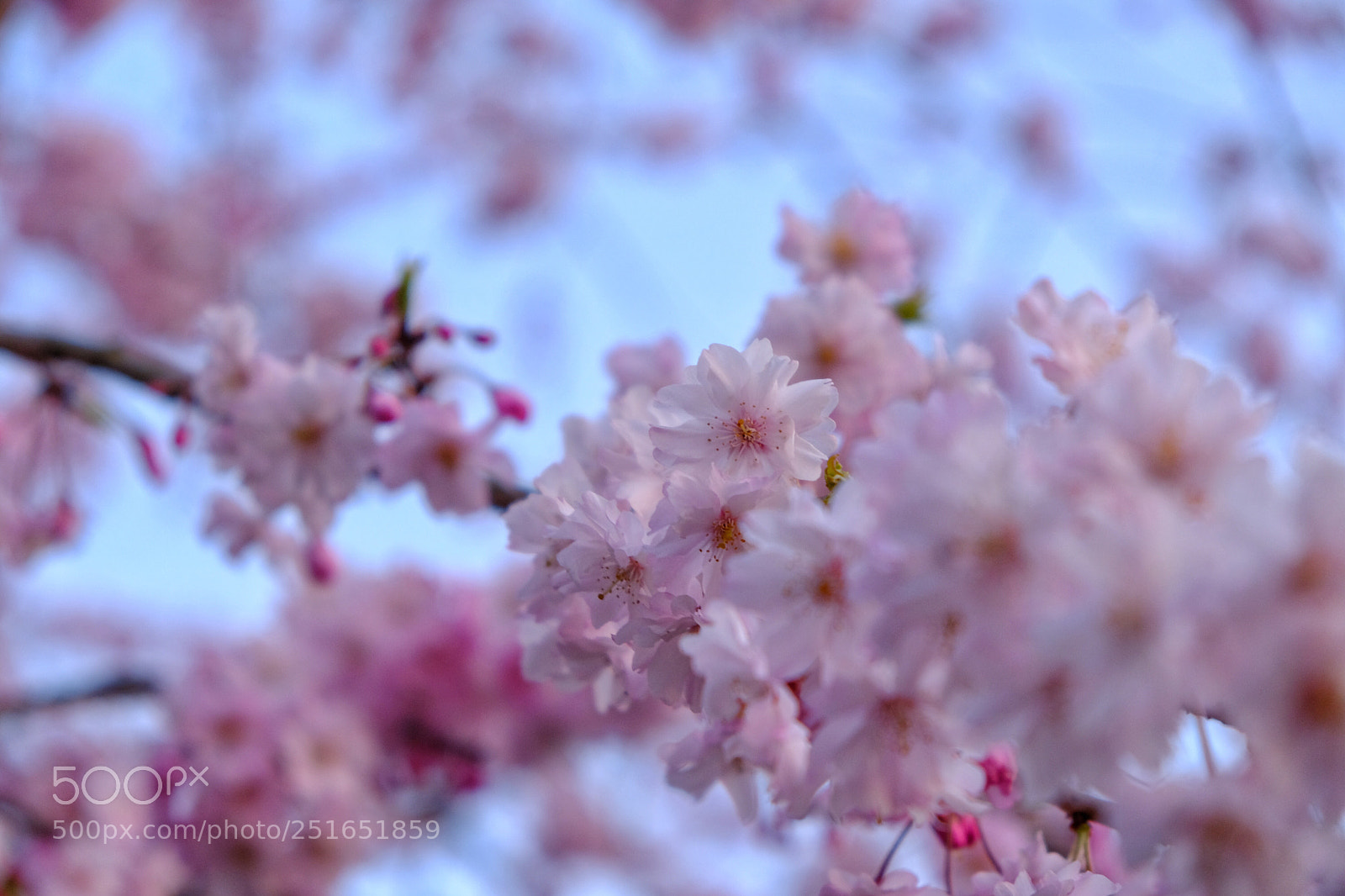 Fujifilm X-T20 sample photo. Spring has come photography