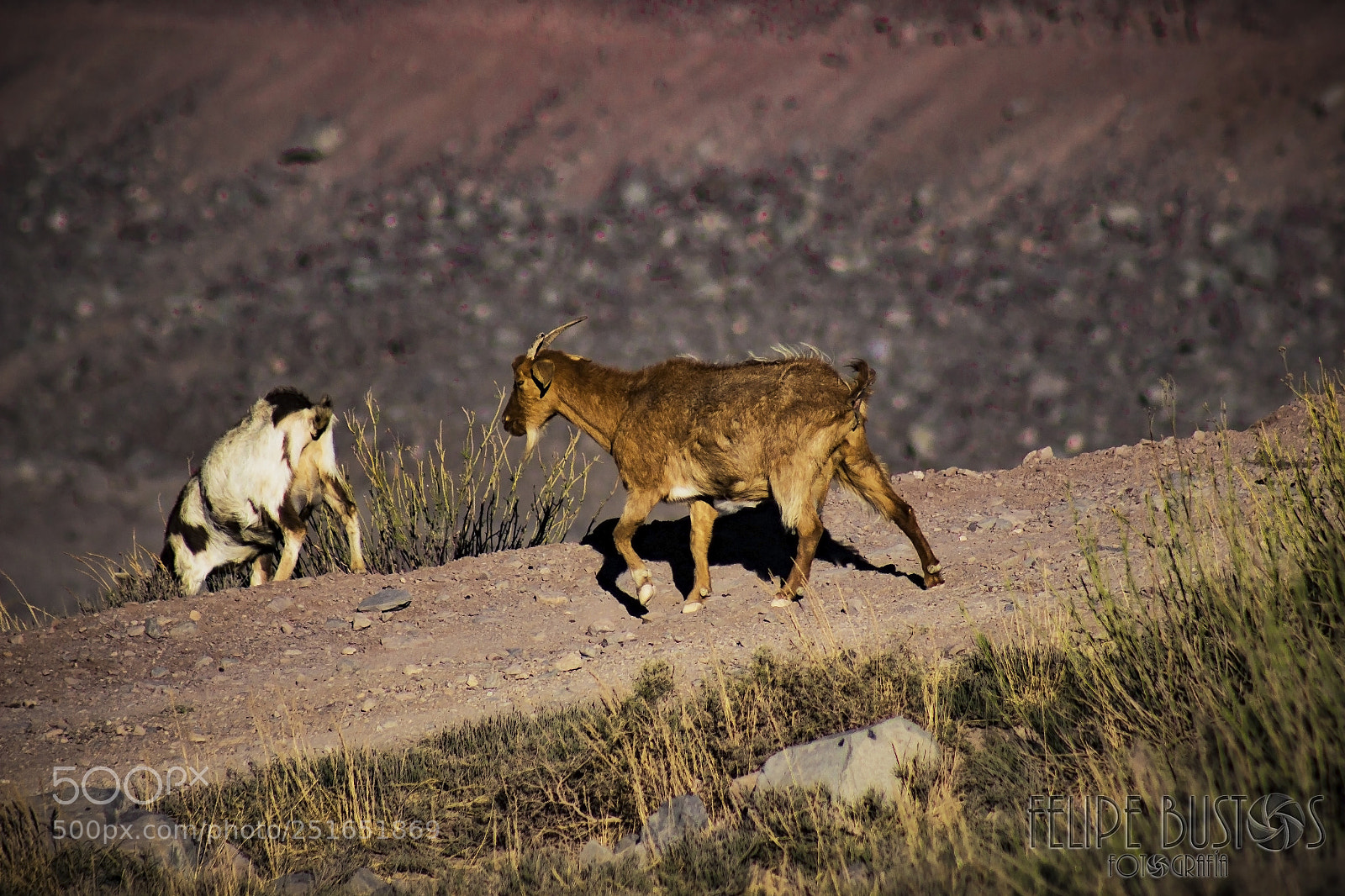 Canon EOS 600D (Rebel EOS T3i / EOS Kiss X5) sample photo. Embalse el yeso, chile photography