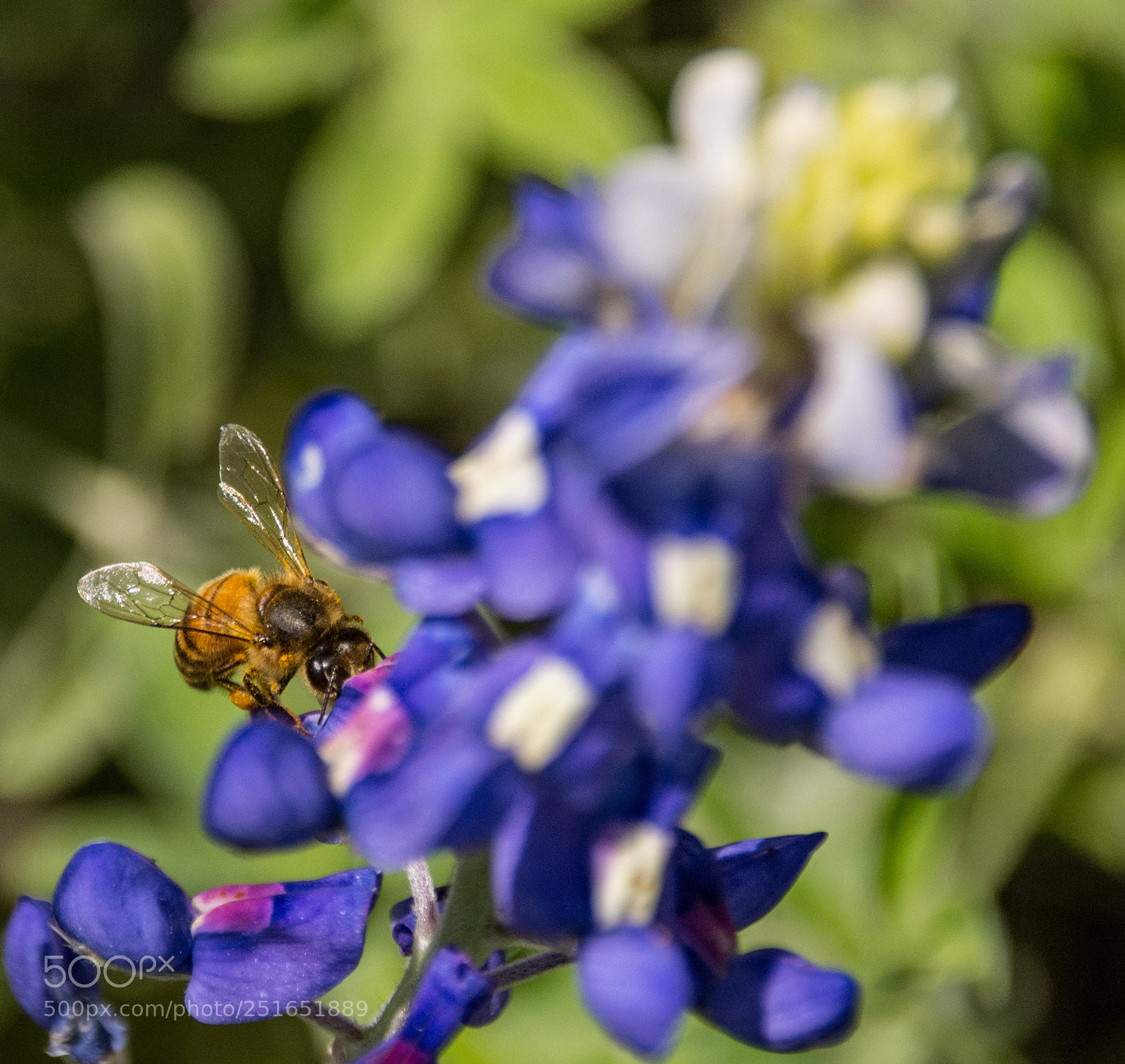 Nikon D7100 sample photo. Bluebonnet & bee #1 photography