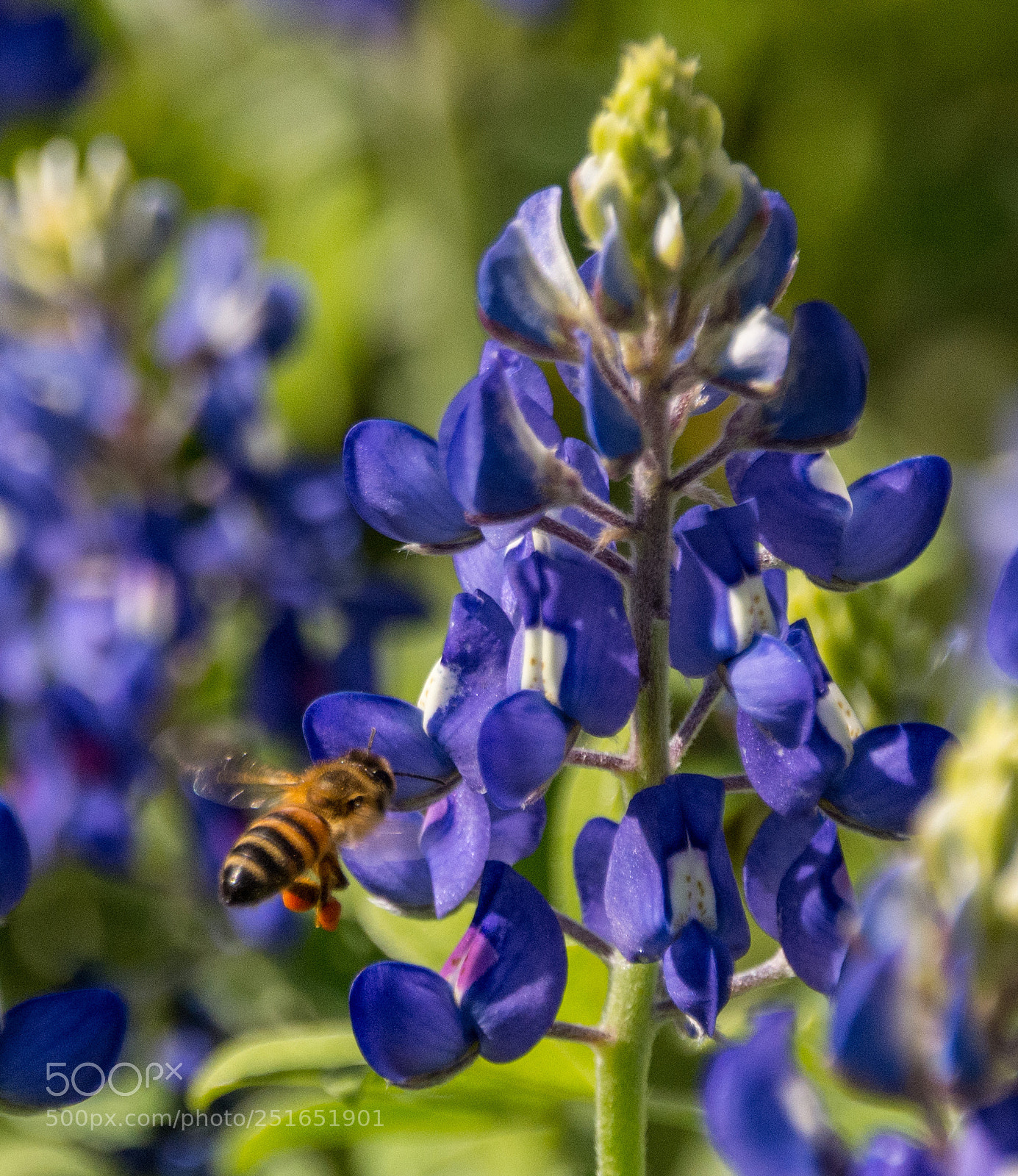 Nikon D7100 sample photo. Bluebonnet & bee 32 photography