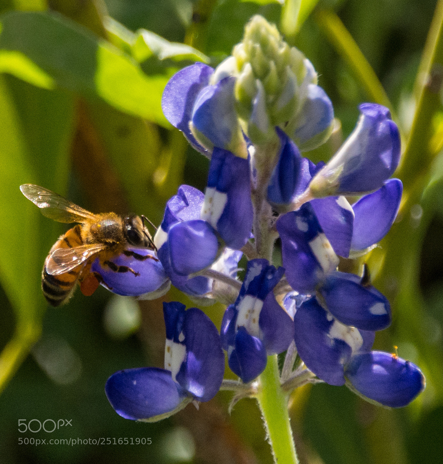 Nikon D7100 sample photo. Bluebonnet & bee #3 photography