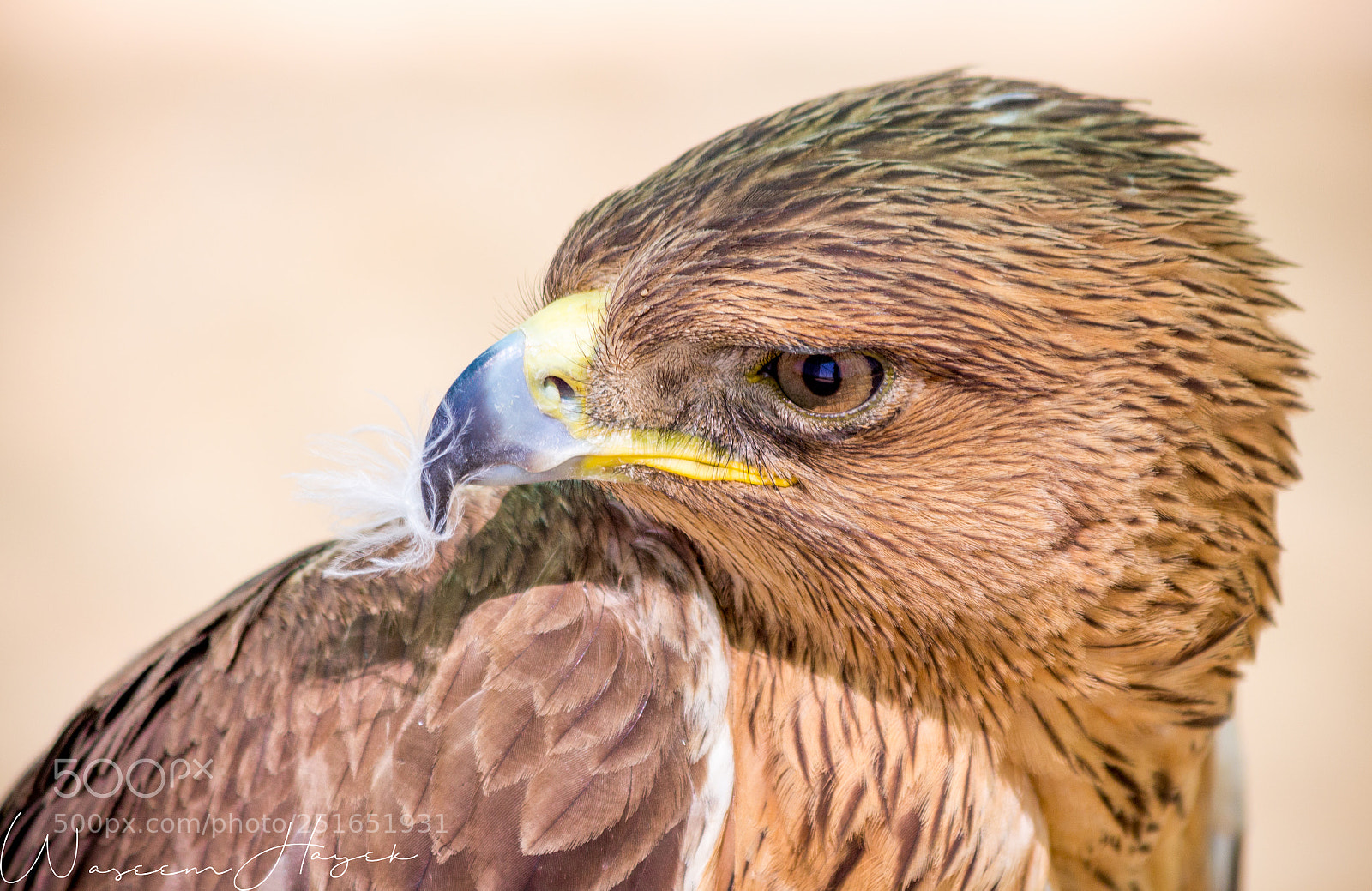 Canon EOS 700D (EOS Rebel T5i / EOS Kiss X7i) sample photo. Eagle photography