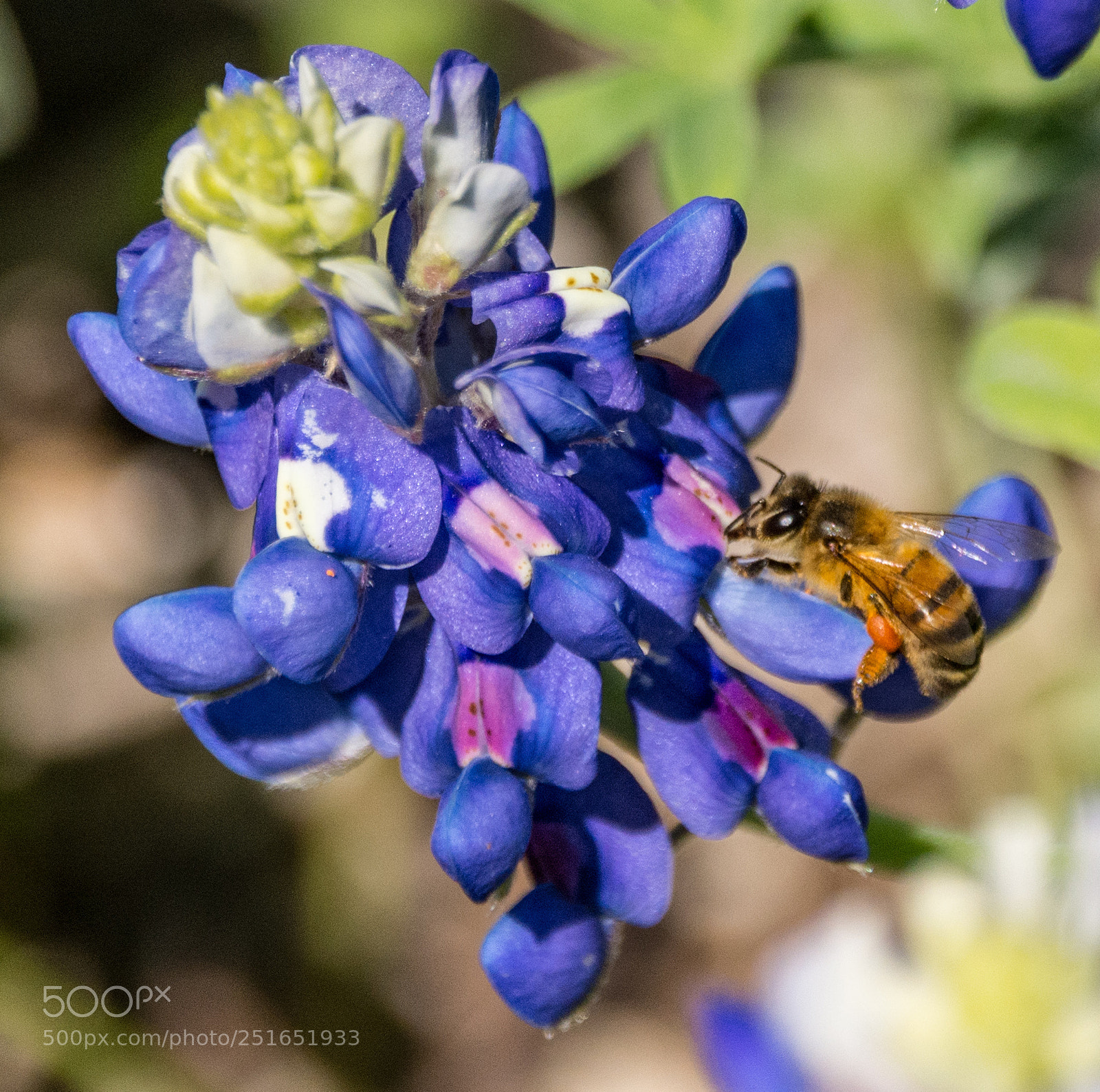 Nikon D7100 sample photo. Bluebonnet & bee #4 photography