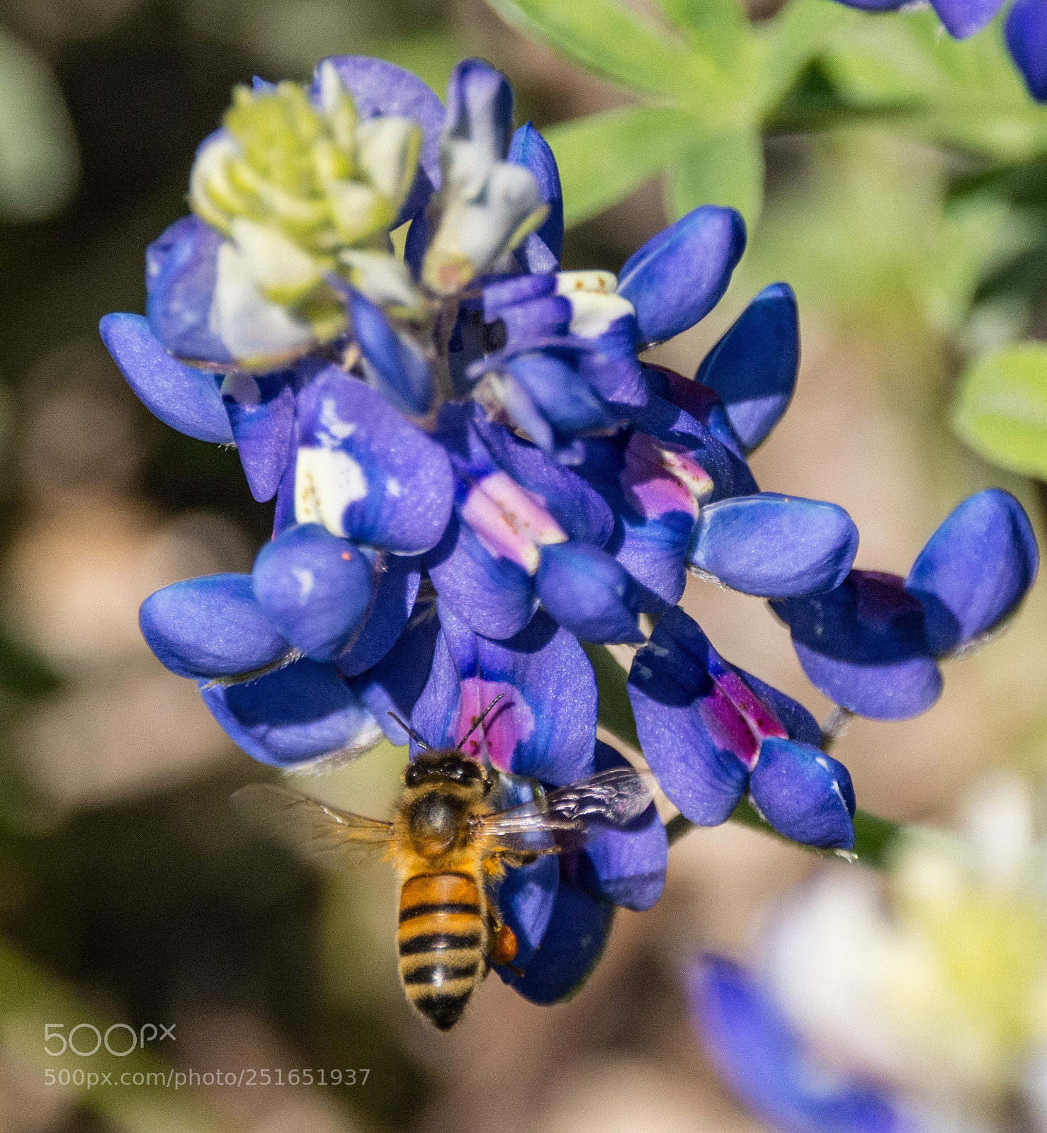 Nikon D7100 sample photo. Bluebonnet & bee #5 photography