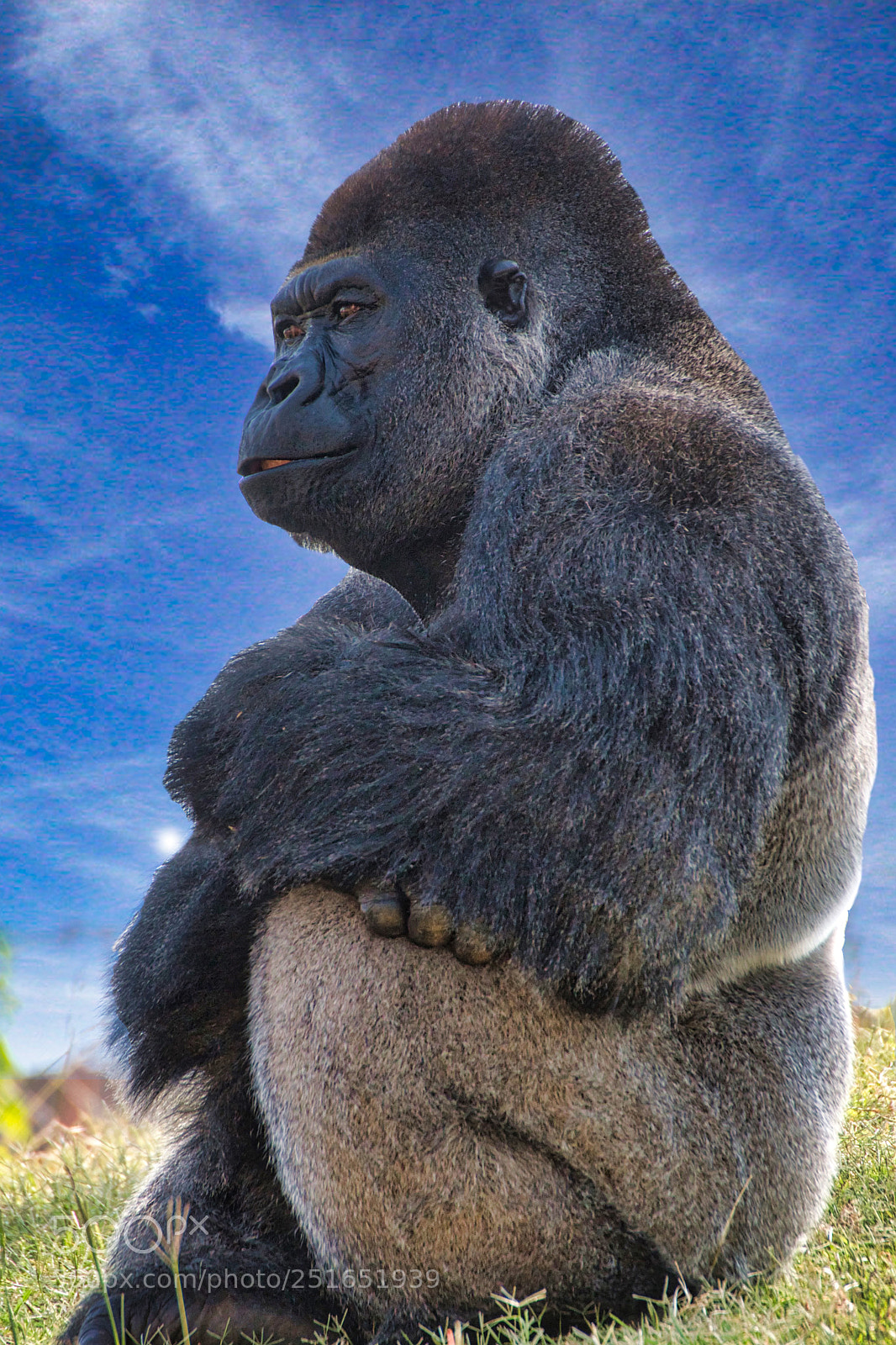 Nikon D500 sample photo. King of the hill photography