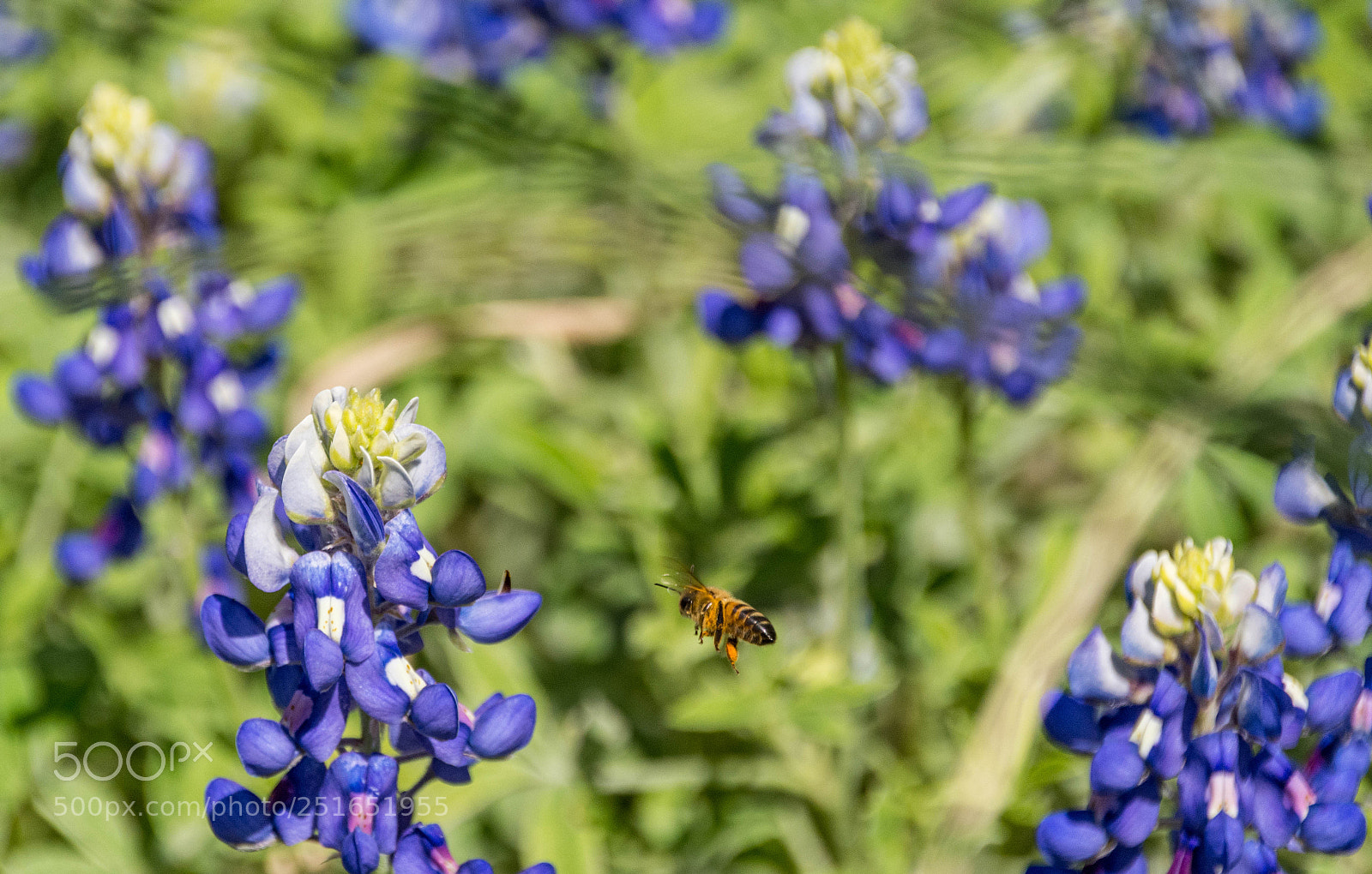 Nikon D7100 sample photo. Bluebonnet & bee #6 photography