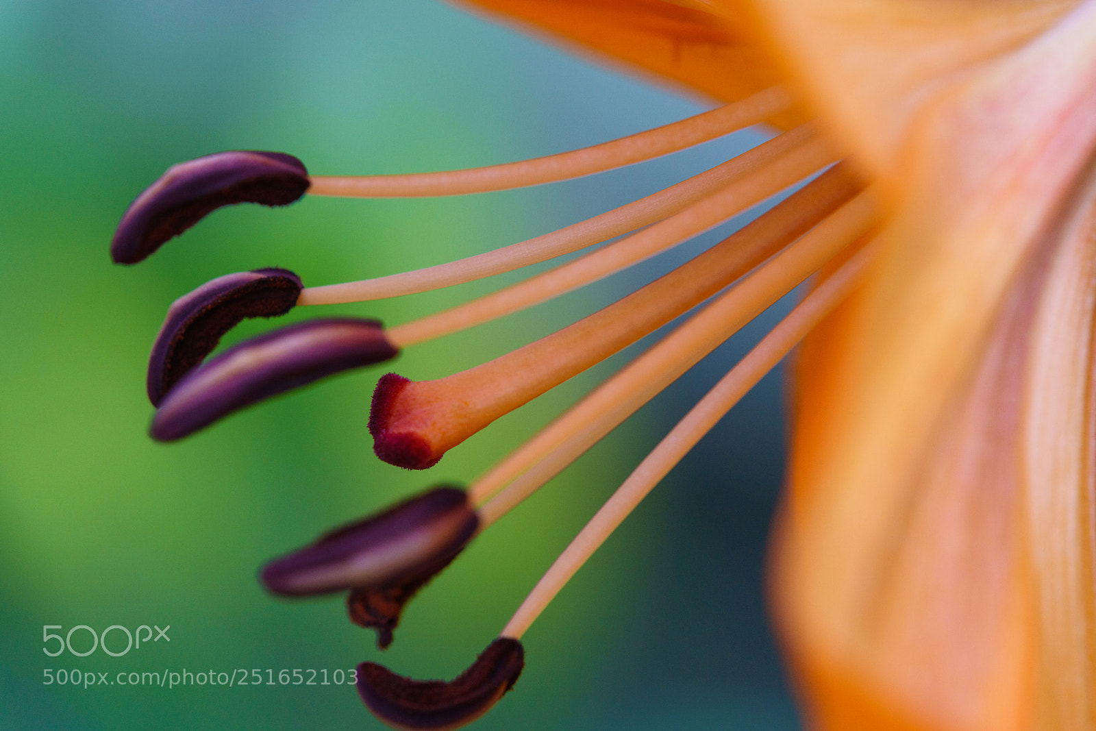 Sony a7R III sample photo. Lily-orange photography