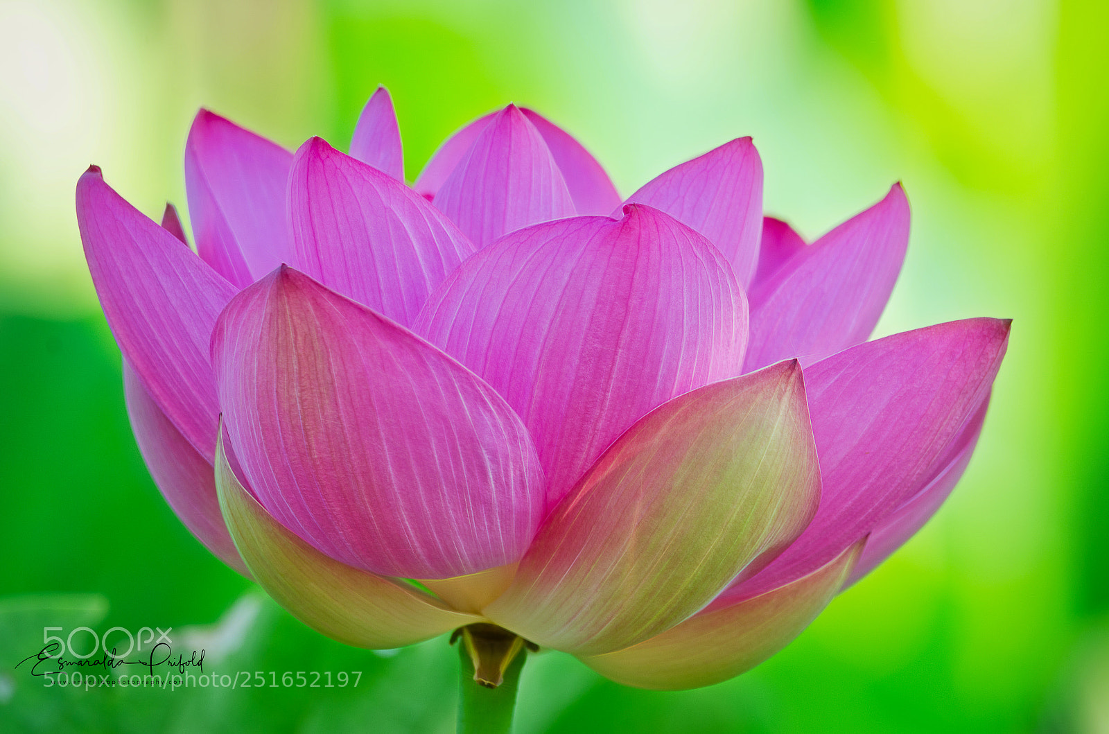 Nikon D7000 sample photo. Lotus flower photography