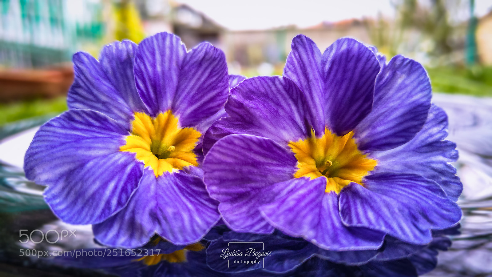 LG G4 sample photo. Spring flowers photography