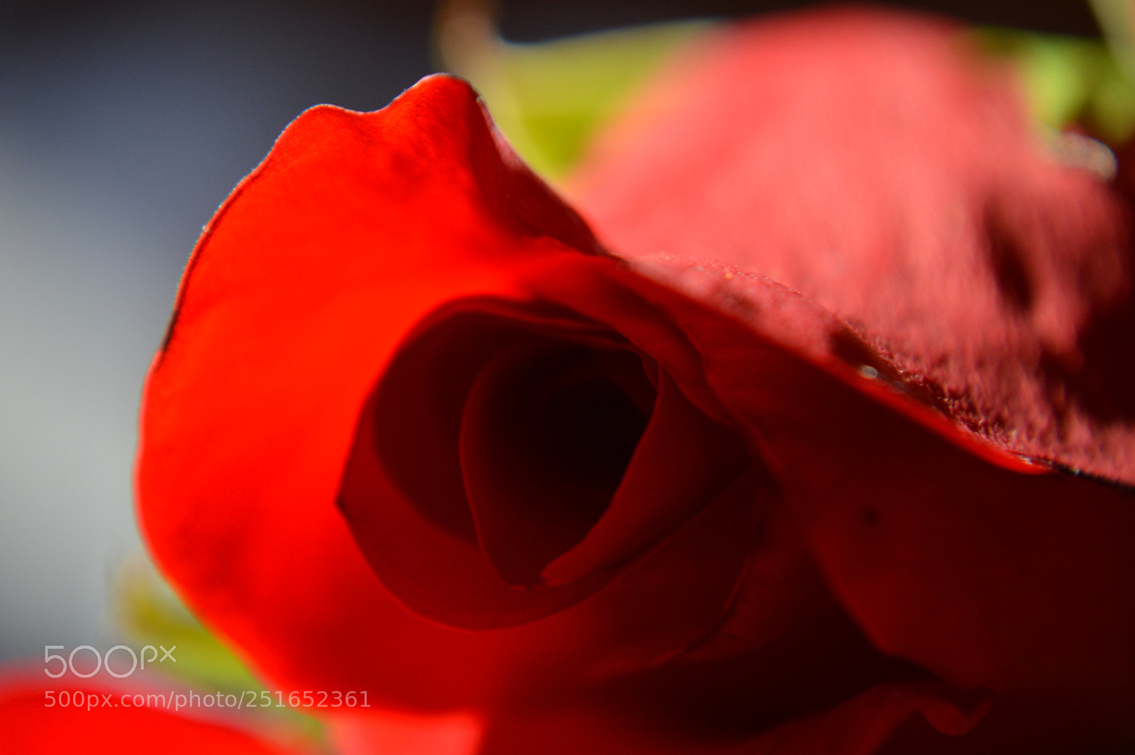 Nikon D3200 sample photo. Red hat rose photography