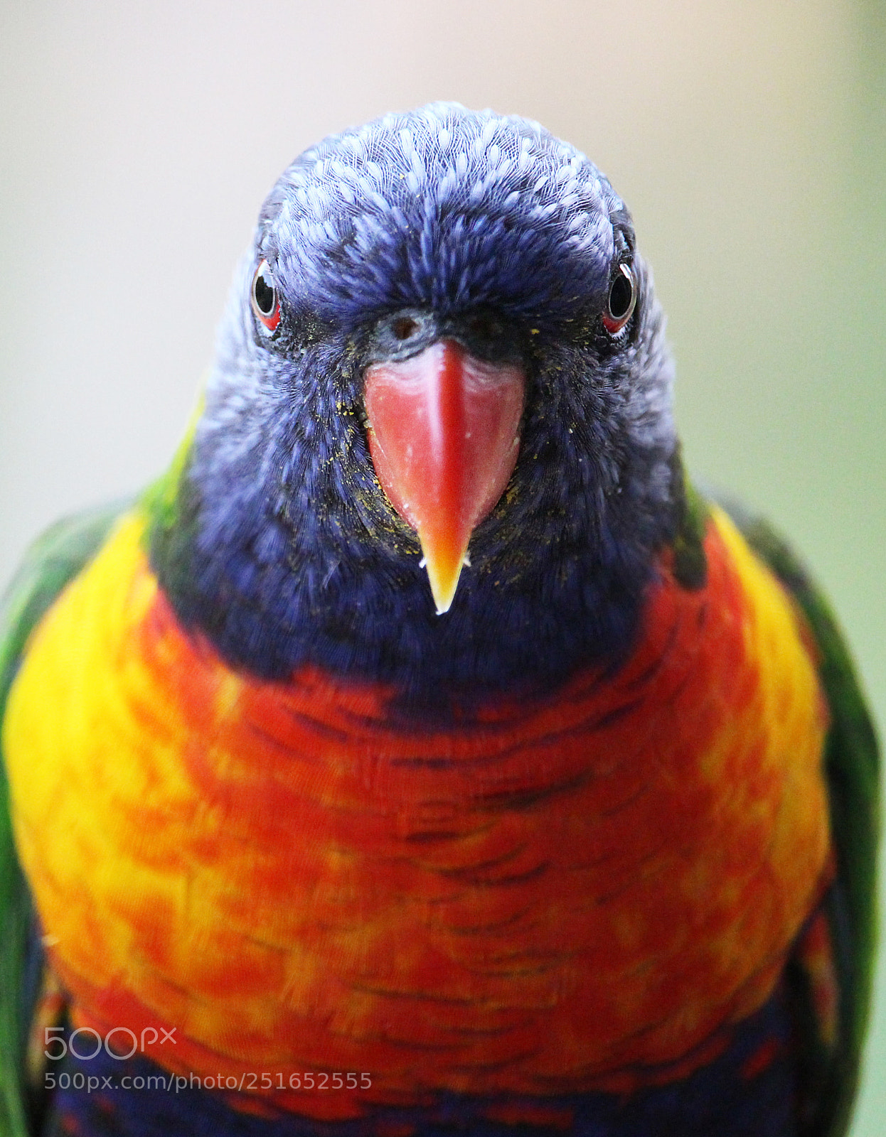 Canon EOS 650D (EOS Rebel T4i / EOS Kiss X6i) sample photo. Lorikeet photography