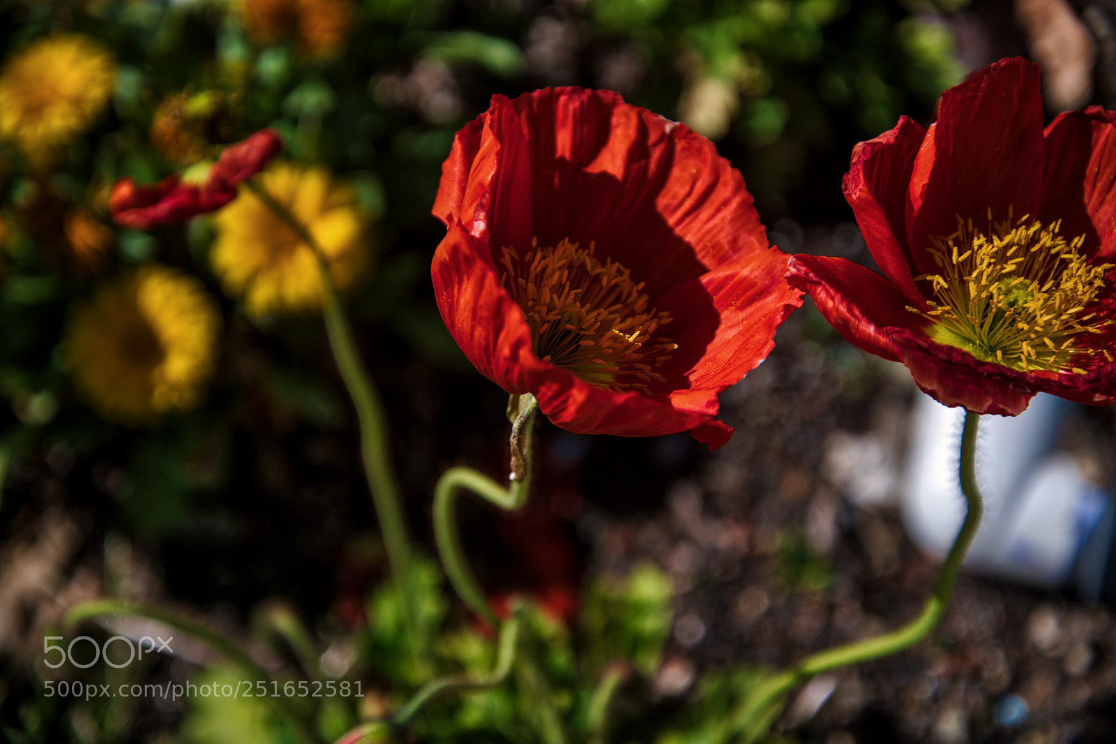 Nikon D850 sample photo. Poppies in springtime photography