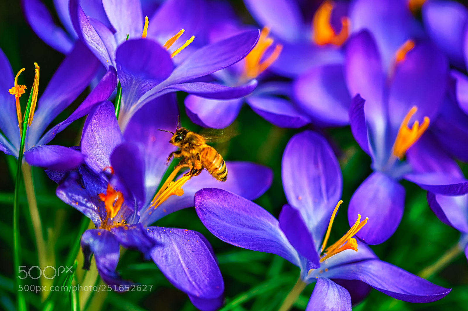 Nikon D5300 sample photo. Spring is in the photography
