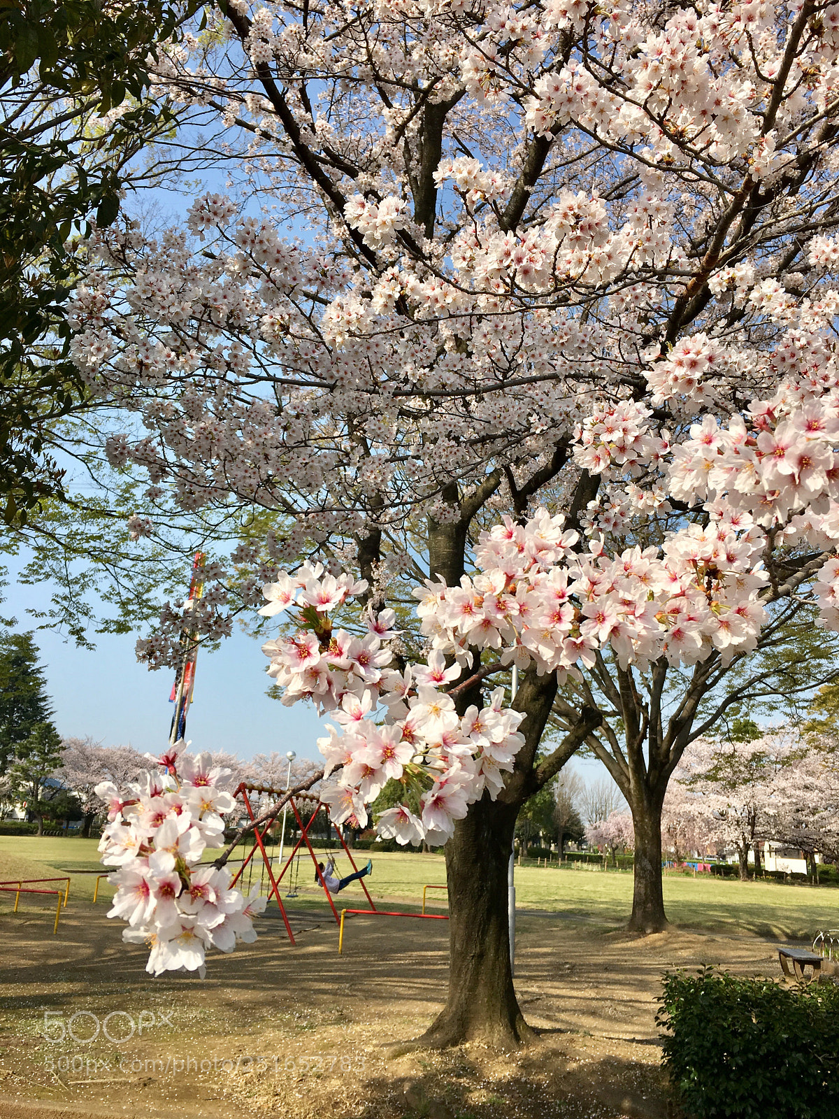 Apple iPhone 6s sample photo. A girl who enjoys photography