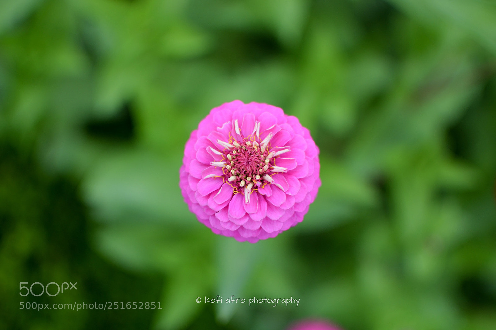 Nikon D3300 sample photo. Purple flower photography
