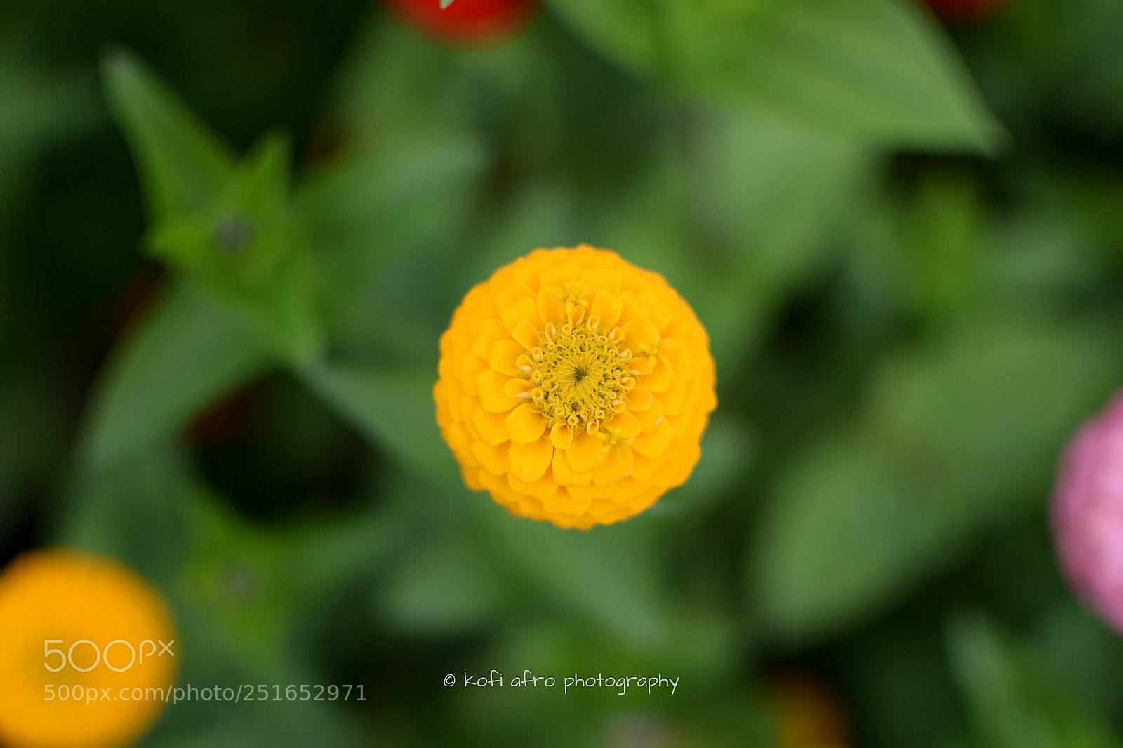 Nikon D3300 sample photo. Yellow flower photography