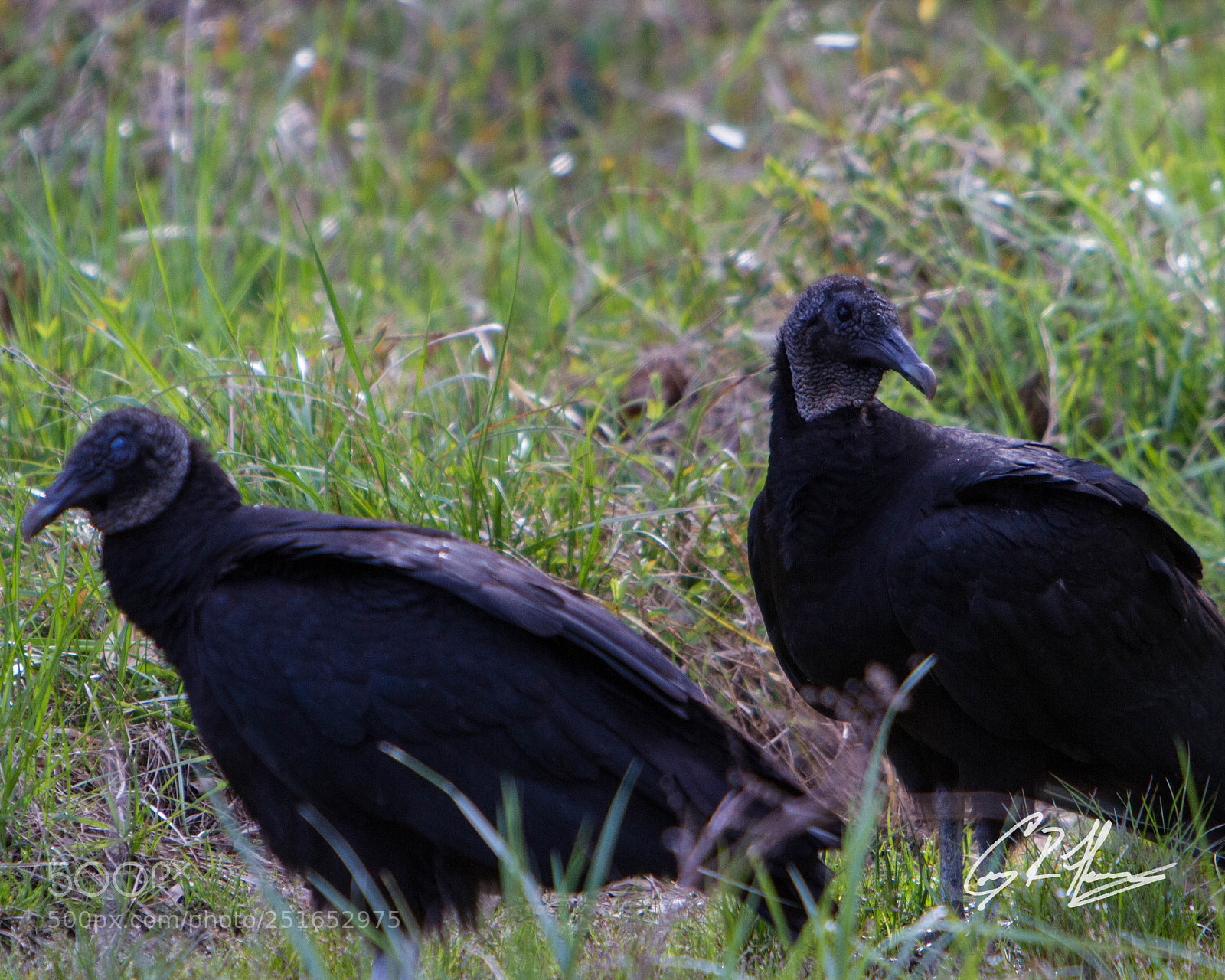 Canon EOS 7D sample photo. Untitled photography