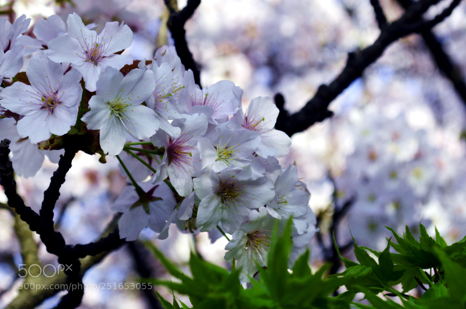 Nikon D3200 sample photo. Shinjuku gyoen cherry blossom photography