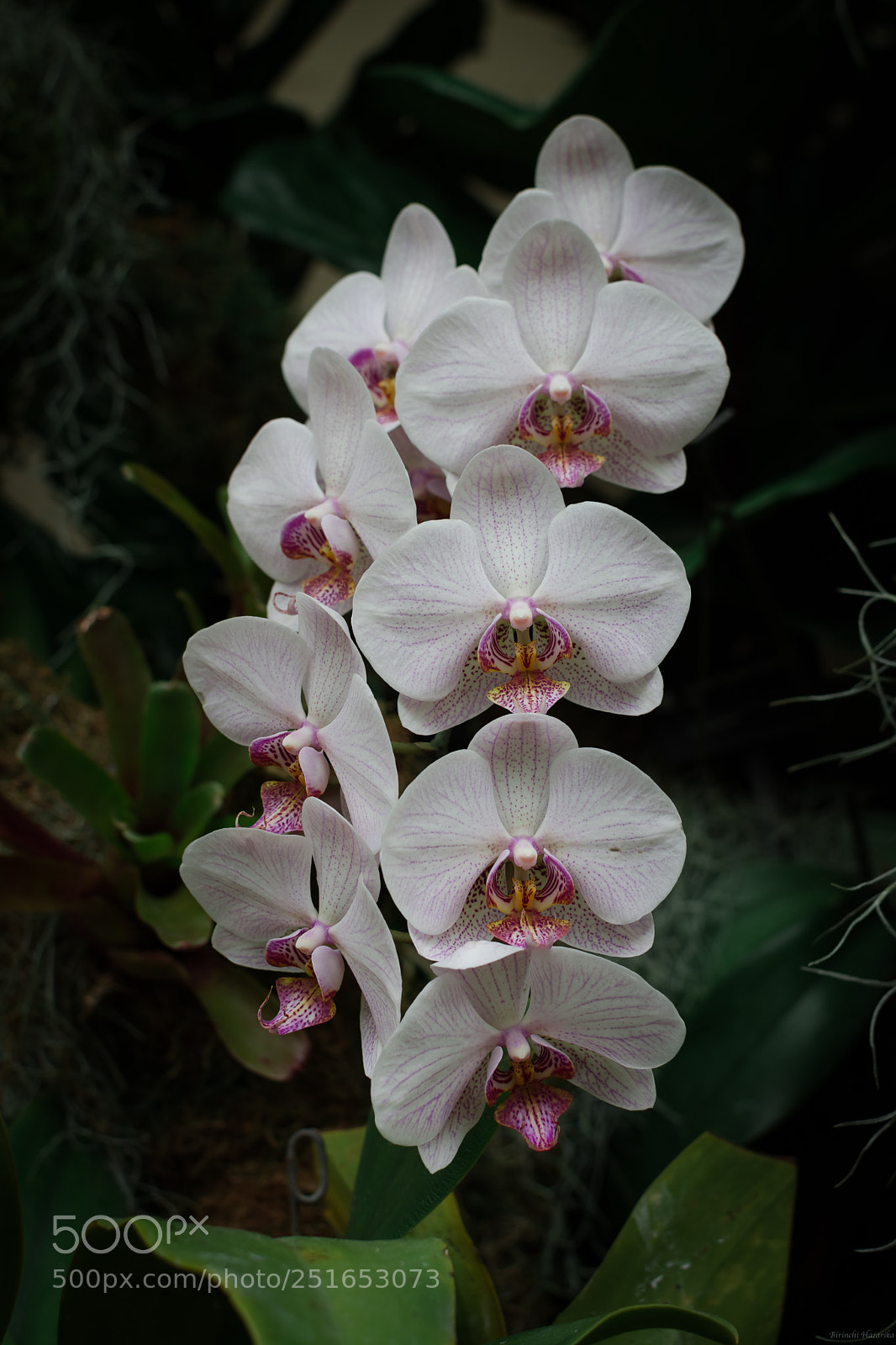 Nikon D7200 sample photo. Blossom photography