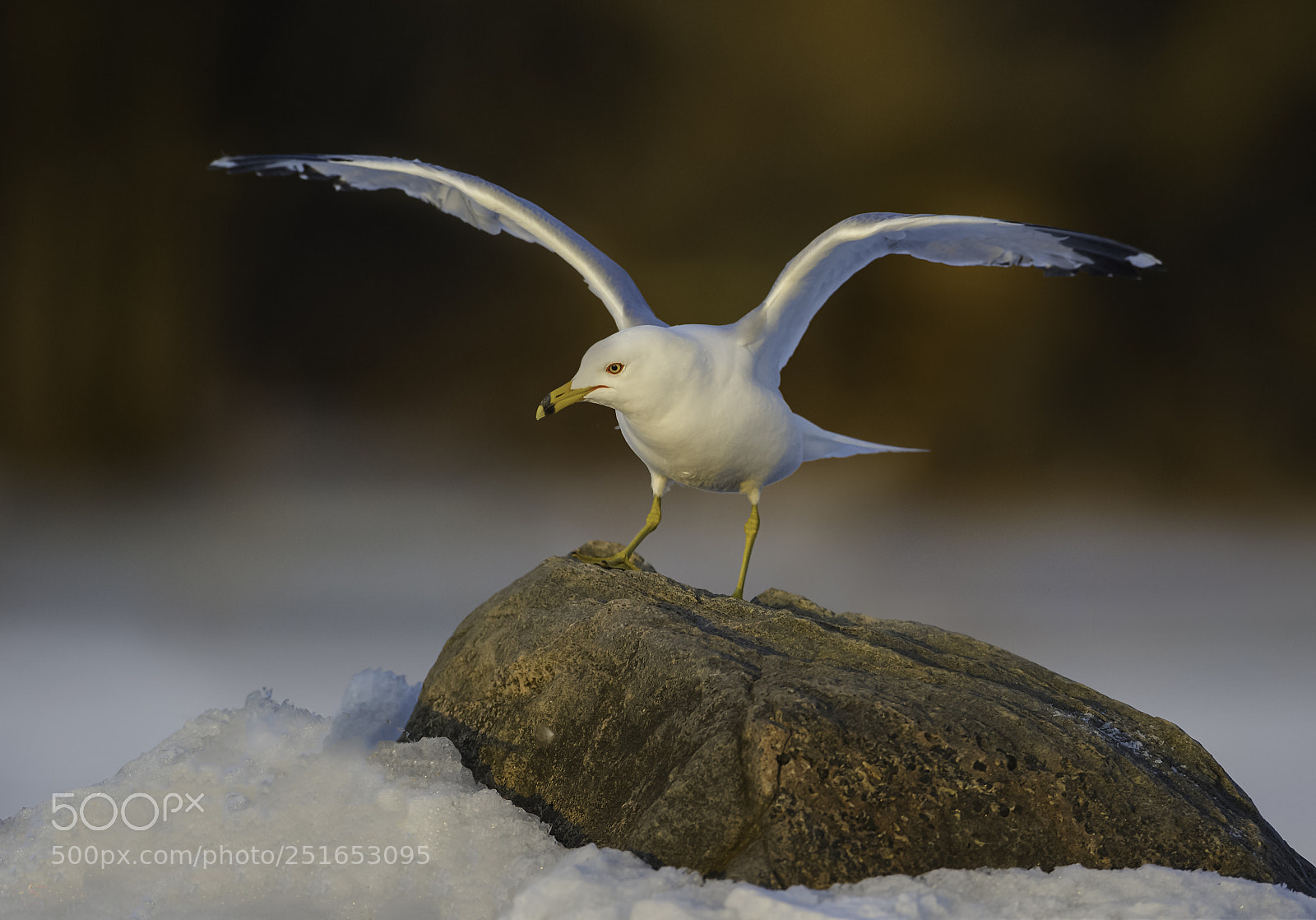 Nikon D3S sample photo. Ready for liftoff... photography