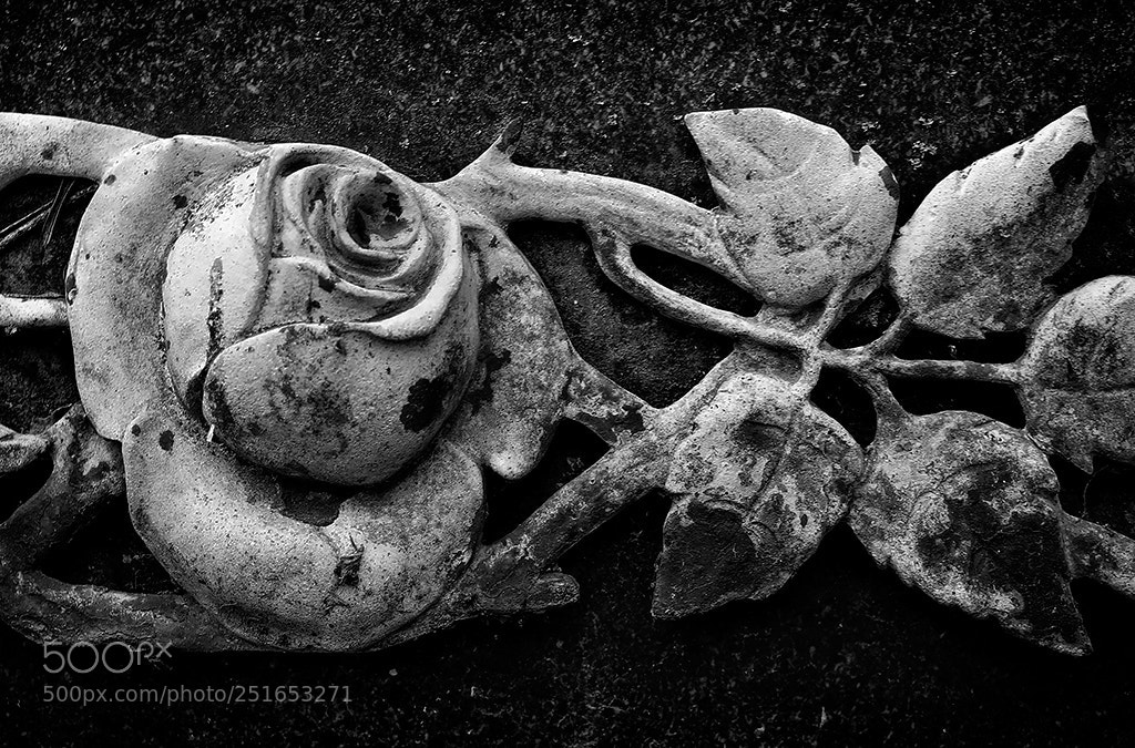 Canon EOS 5D sample photo. A rose for the photography