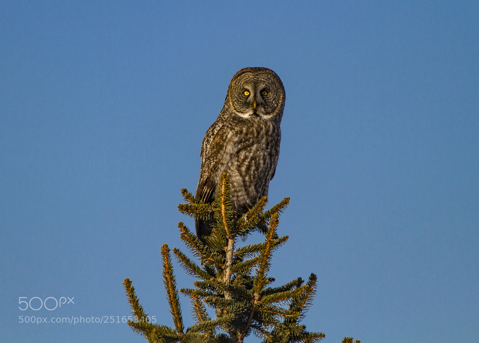 Canon EOS 7D sample photo. Great gray owl photography