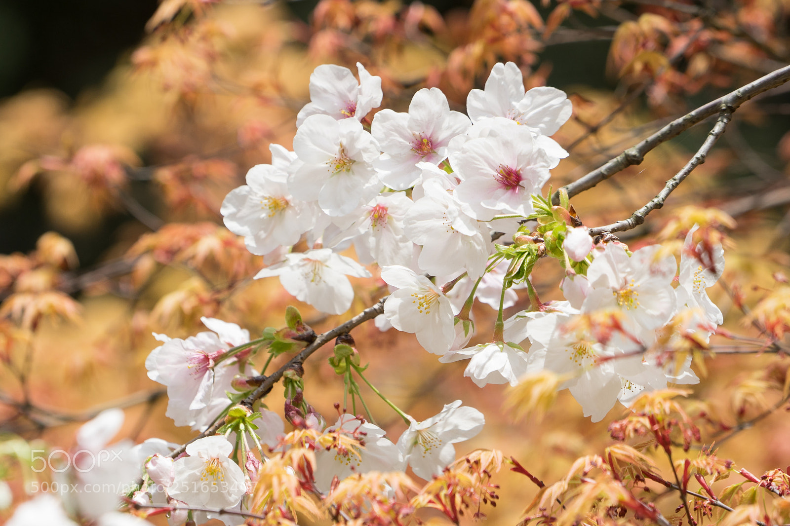 Sony a7 sample photo. Cherry blossom #6 photography