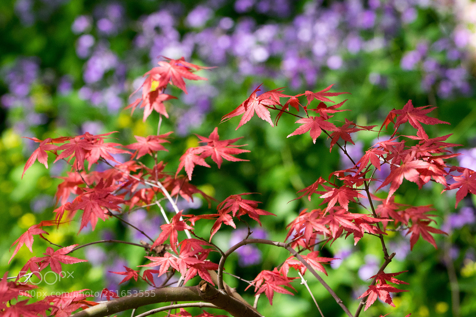Sony a7 sample photo. Spring #1 photography