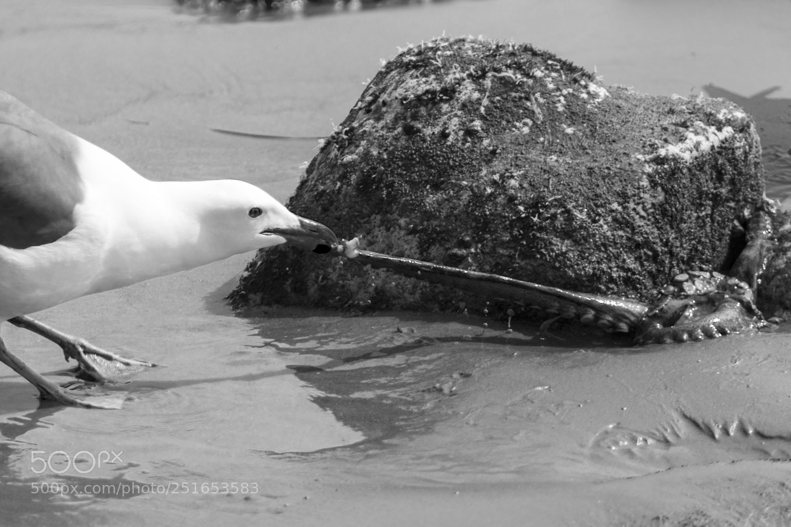 Canon EOS 550D (EOS Rebel T2i / EOS Kiss X4) sample photo. Sea gull's eating octopus photography